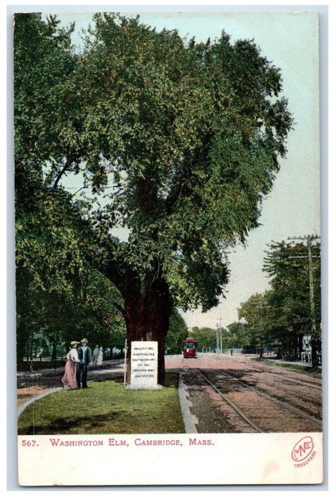 c1905 Washington Elm, Cambridge Massachusetts MA Antique Unposted Postcard