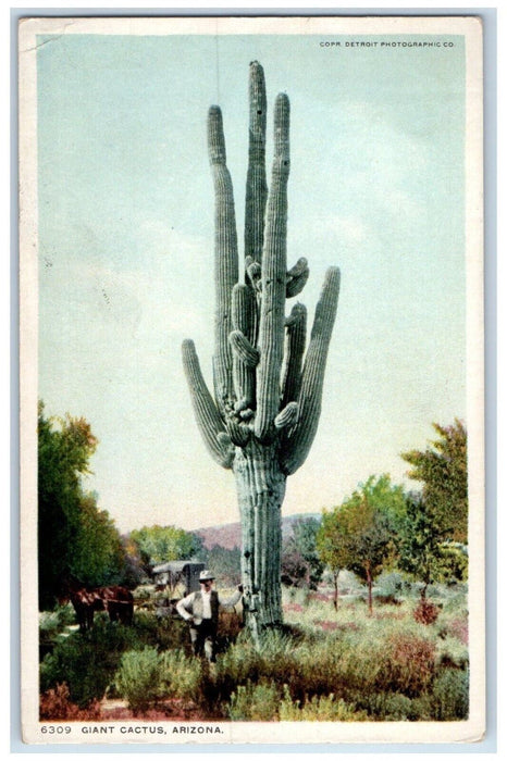 c1910's View Of Giant Cactus Arizona AZ Unposted Antique Phostint Postcard