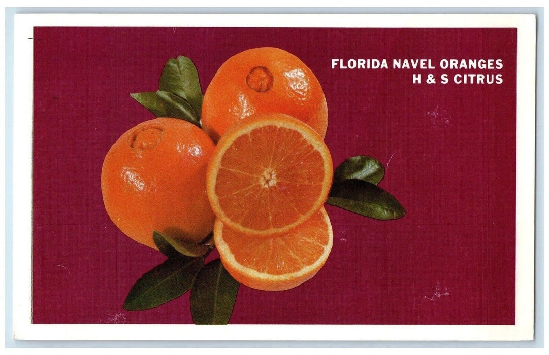 Florida Navel Oranges H & S Citrus Advertising Dover Delaware DE Postcard