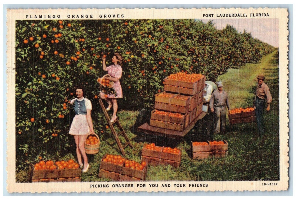 1945 Flamingo Orange Groves Fort Lauderdale Florida FL, Picking Orange Postcard
