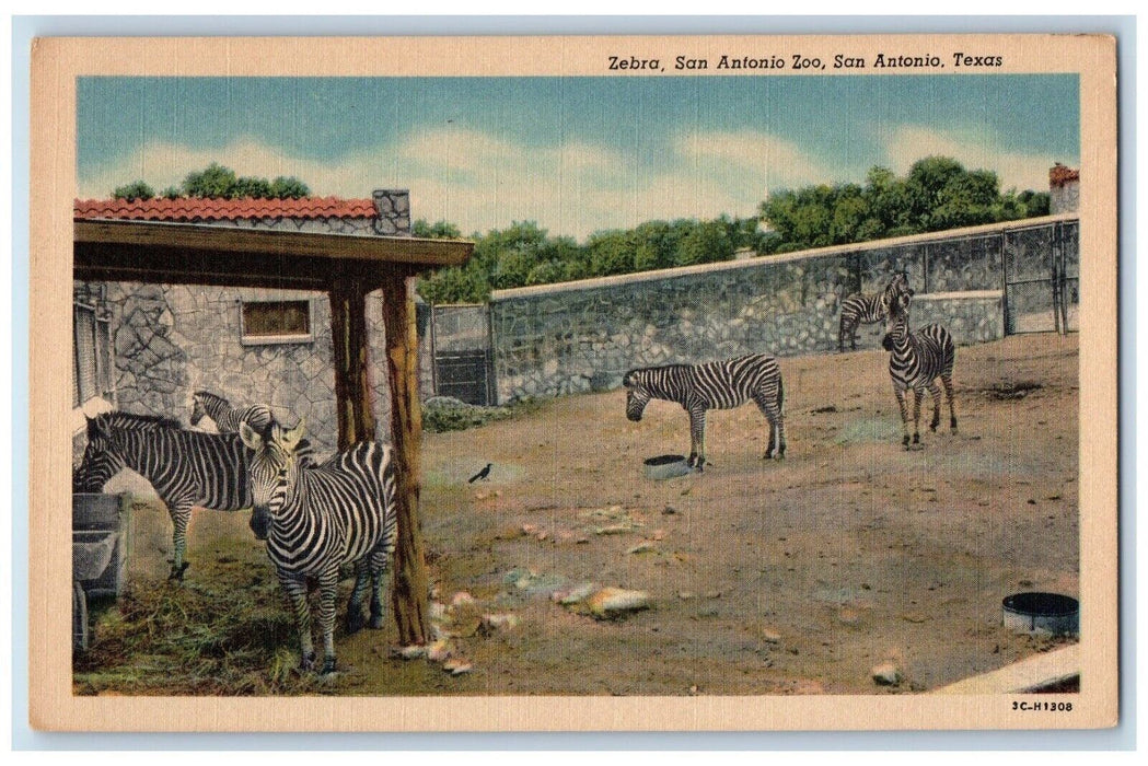 c1930's Zebra San Antionio Zoo, San Antonio Texas TX, Animals Vintage Postcard