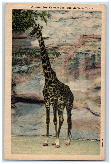 c1930's Giraffe San Antonio Zoo, San Antonio Texas TX, Animals Vintage Postcard