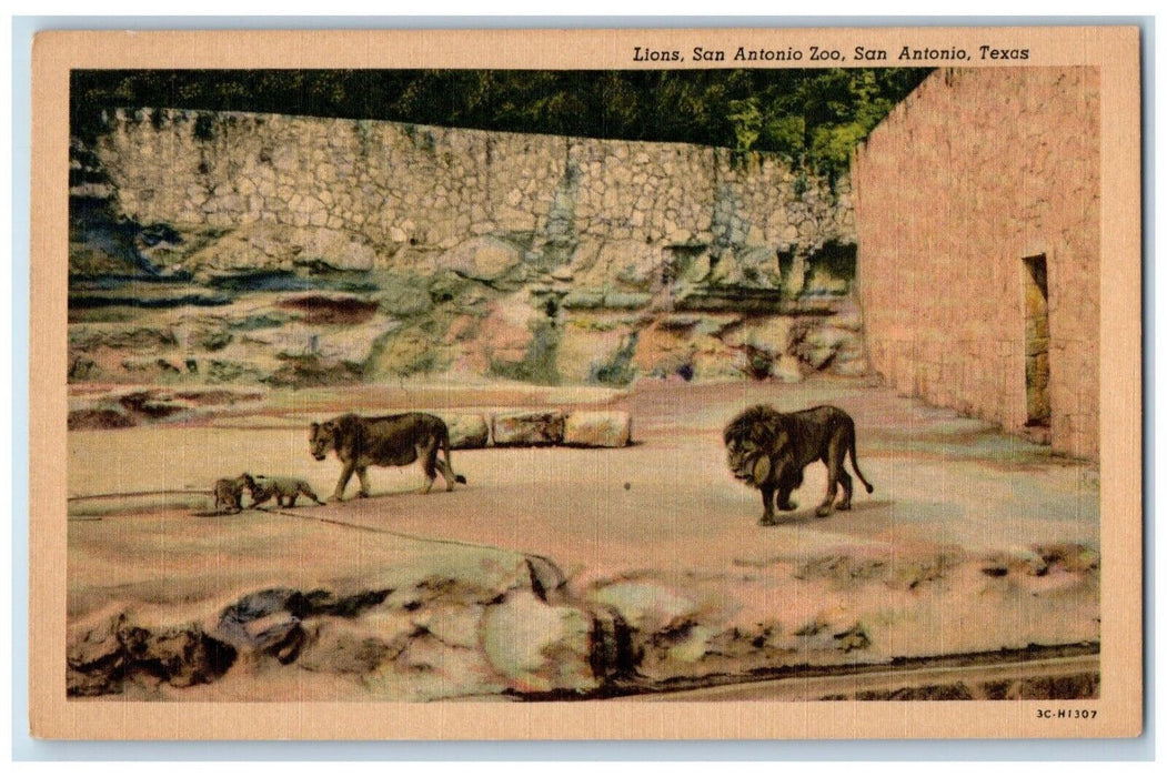 c1930's Lions San Antonio Zoo, San Antonio Texas TX, Animals Vintage Postcard