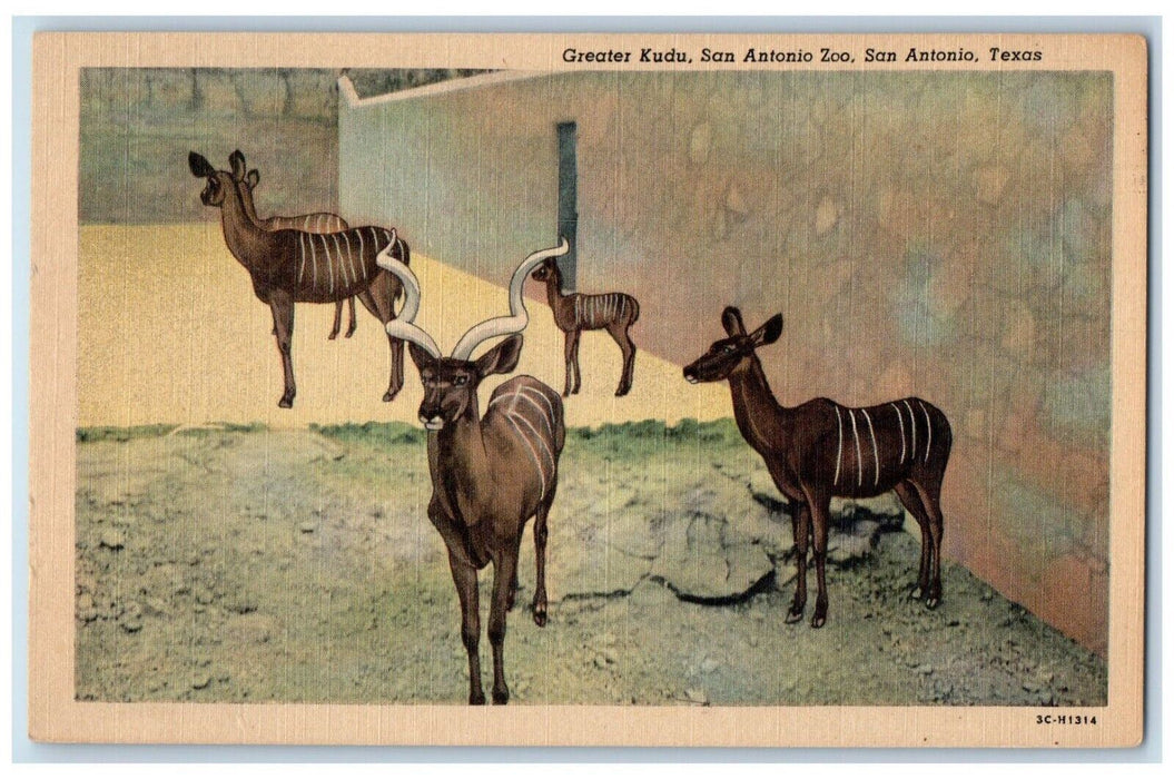 c1940's Greater Kudu San Antonio Zoo, San Antonio Texas TX Vintage Postcard