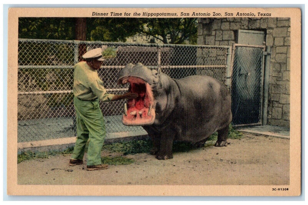 c1930's Dinner Time Hippopotamus San Antonio Zoo, San Antonio Texas TX Postcard