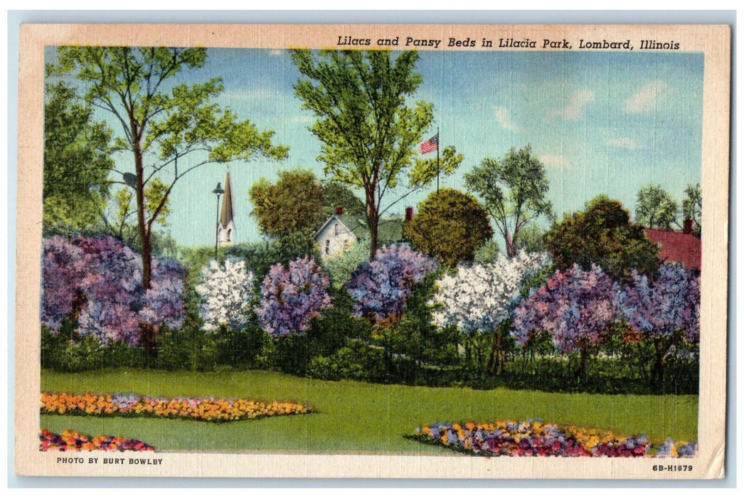 1948 Lilacs and Pansy Beds in Lilacia Park Lombard Illinois IL Vintage Postcard