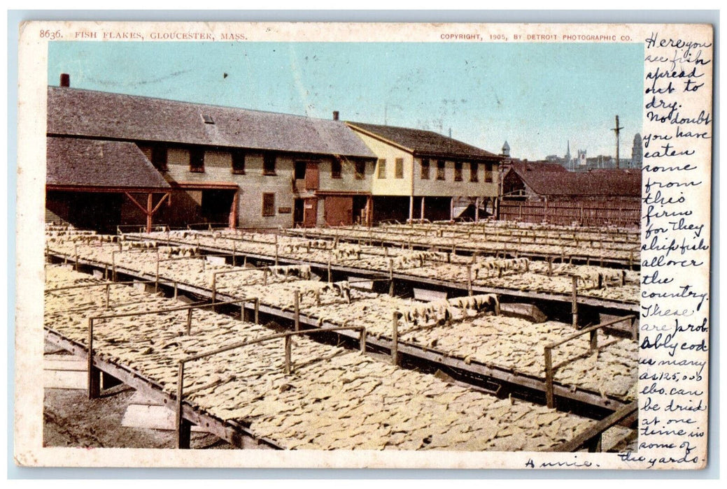 1906 Fish Flakes Gloucester Massachusetts MA Antique Posted Postcard