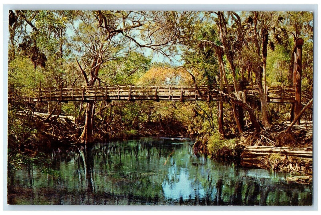Hanging Bridge Nature Forest Hillsborough River State Park Florida FL Postcard