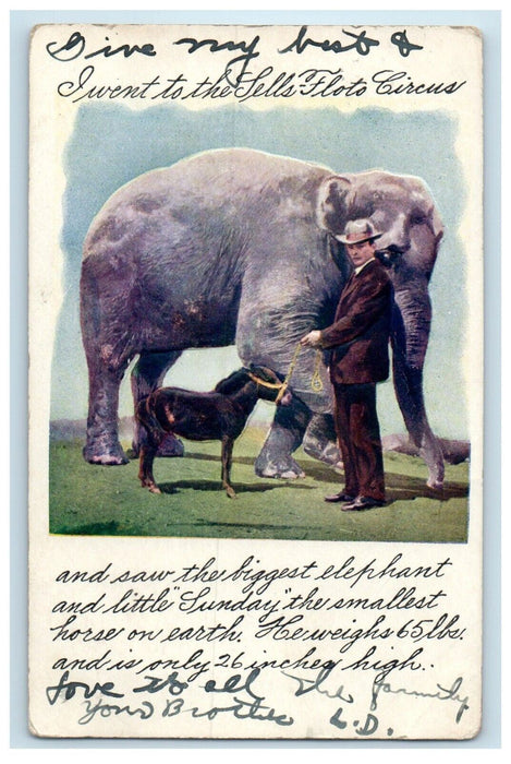 1907 Sells Floto Circus Elephant 4th July Tiny Horse Ouray CO Telluride Postcard