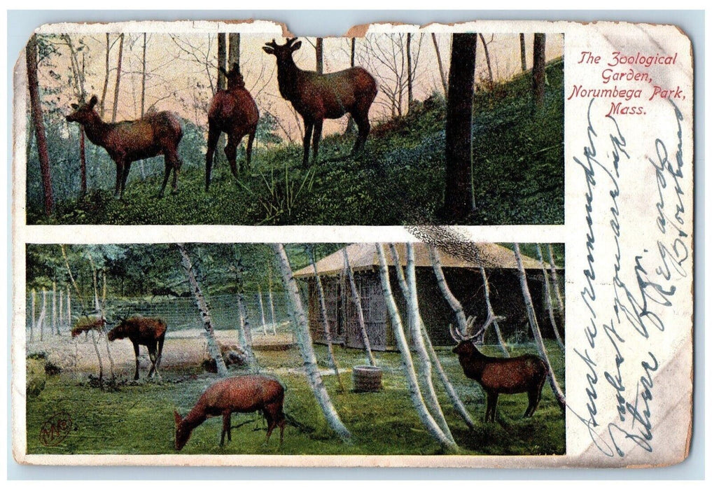 1907 Zoological Garden Norumbega Park Boston Reindeer Deer Zoo MA Postcard