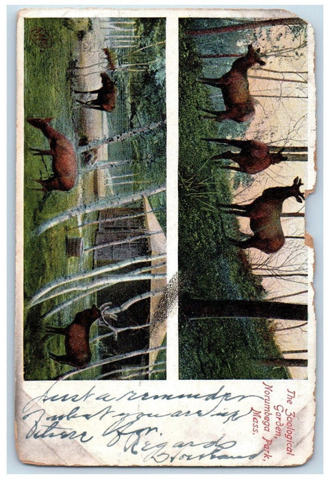 1907 Zoological Garden Norumbega Park Boston Reindeer Deer Zoo MA Postcard