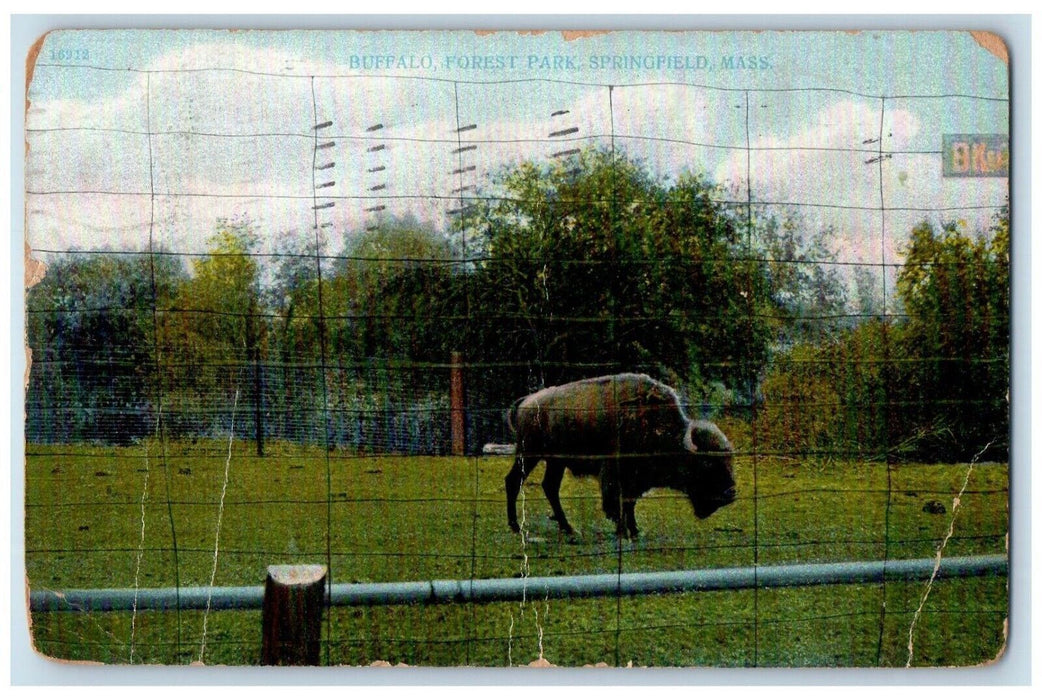 1908 Buffalo Forest Park Springfield Massachusetts MA Posted Antique Postcard