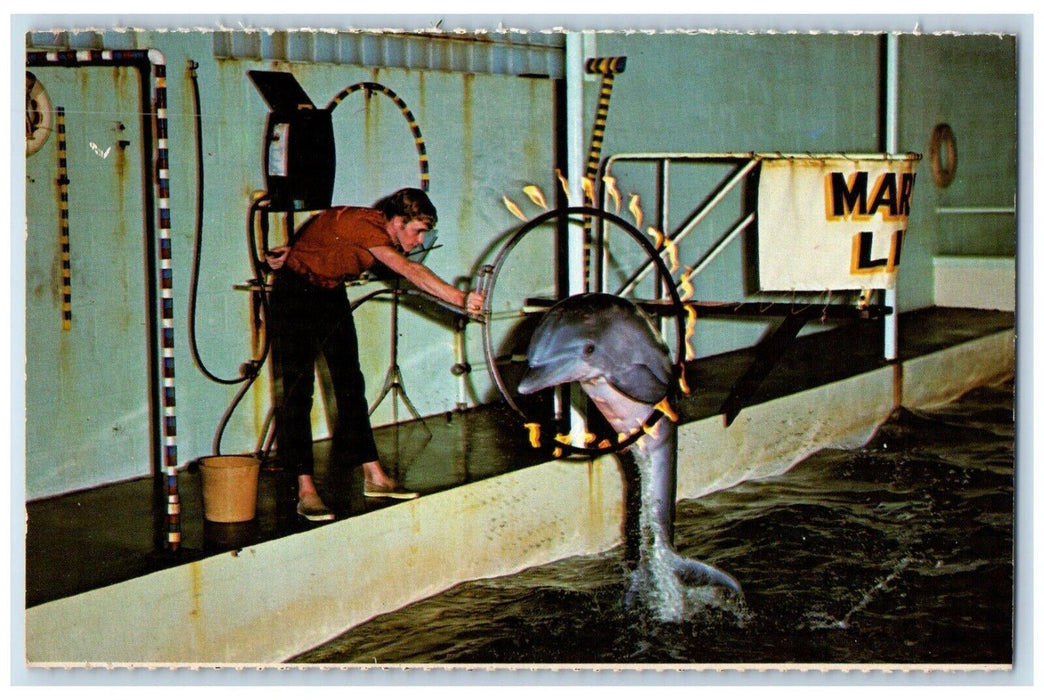 c1960 Marine Life Fire Dolphin Rapid City South Dakota Antique Vintage Postcard