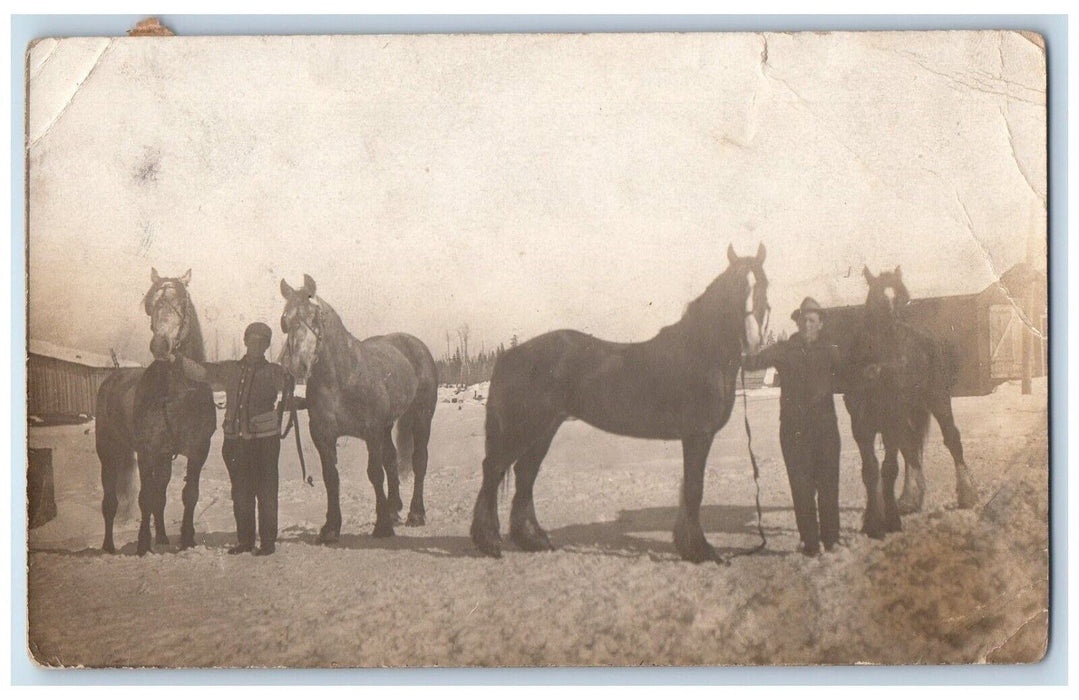 c1910's Large Horses Steed Farm Brace Bridge Ontario Canada RPPC Photo Postcard