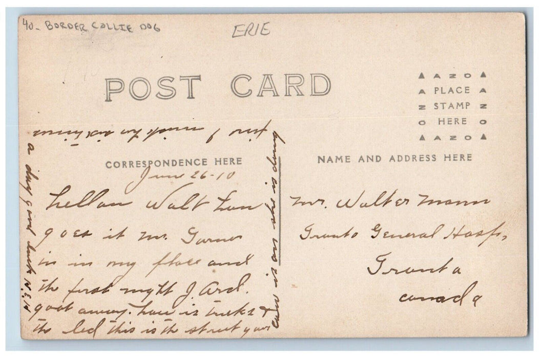 c1910's Cold Spring Avenue Border Collie Dog Collins NY RPPC Photo Postcard