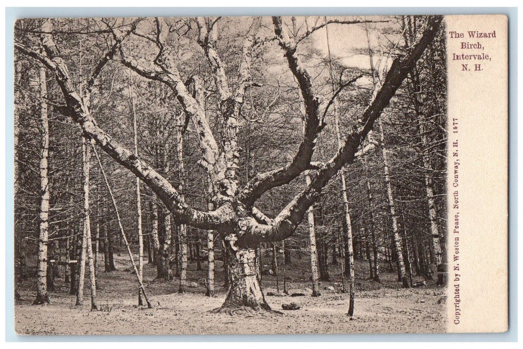 c1905 The Wizard Birch Intervale New Hampshire NH Antique Unposted Postcard
