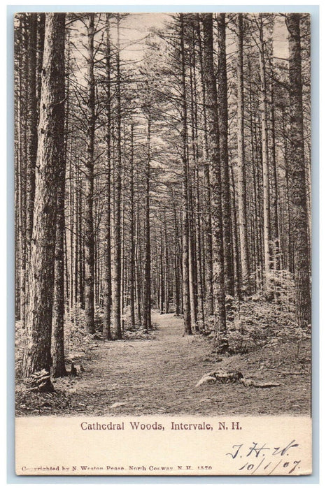 1907 Cathedral Woods Intervale New Hampshire NH Antique Unposted Postcard