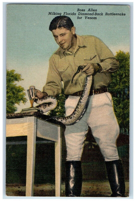 Ross Allen Diamond-Back Rattlesnake Reptile Institute Silver Springs FL Postcard