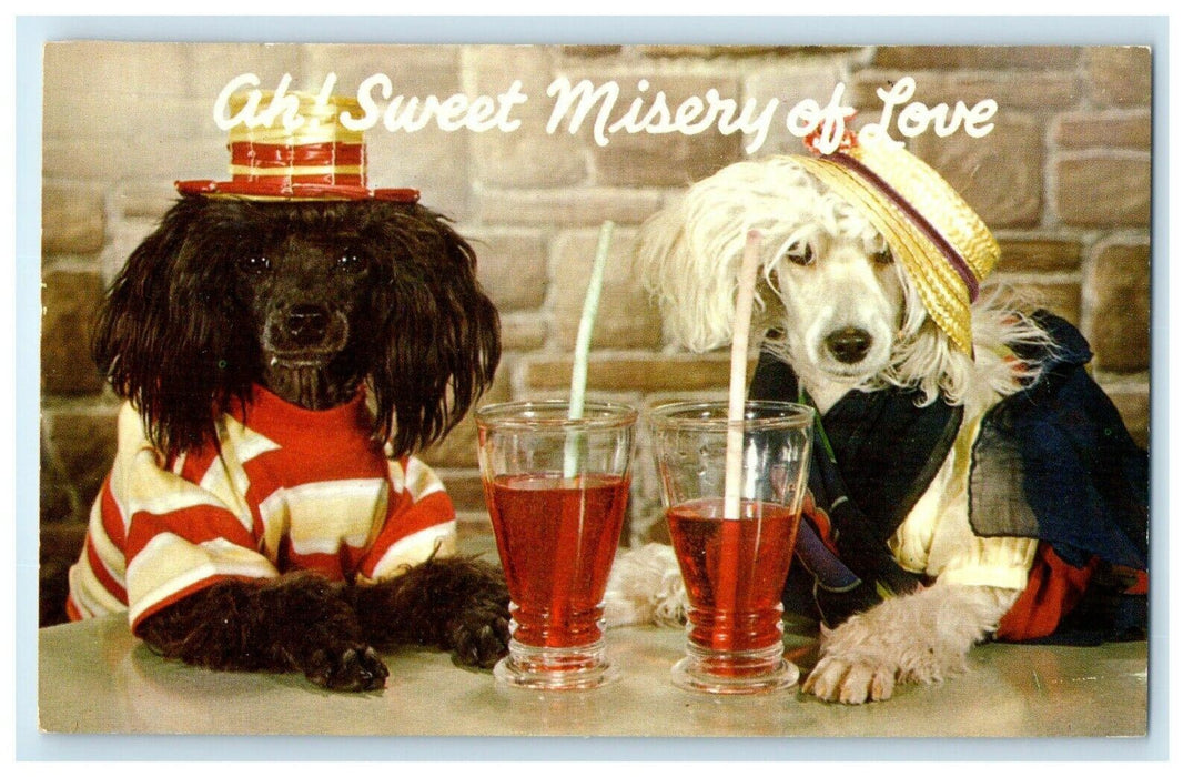 1963 Sweet Misery Of Love Dogs Having Drinks Fountain Soda Vintage Postcard