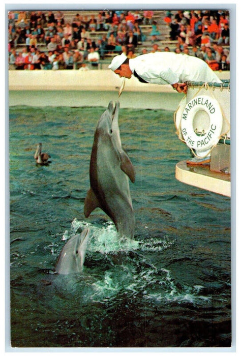 c9160's Porpoise Feeding Time Marineland Pacific Frankie Jumps Florida Postcard
