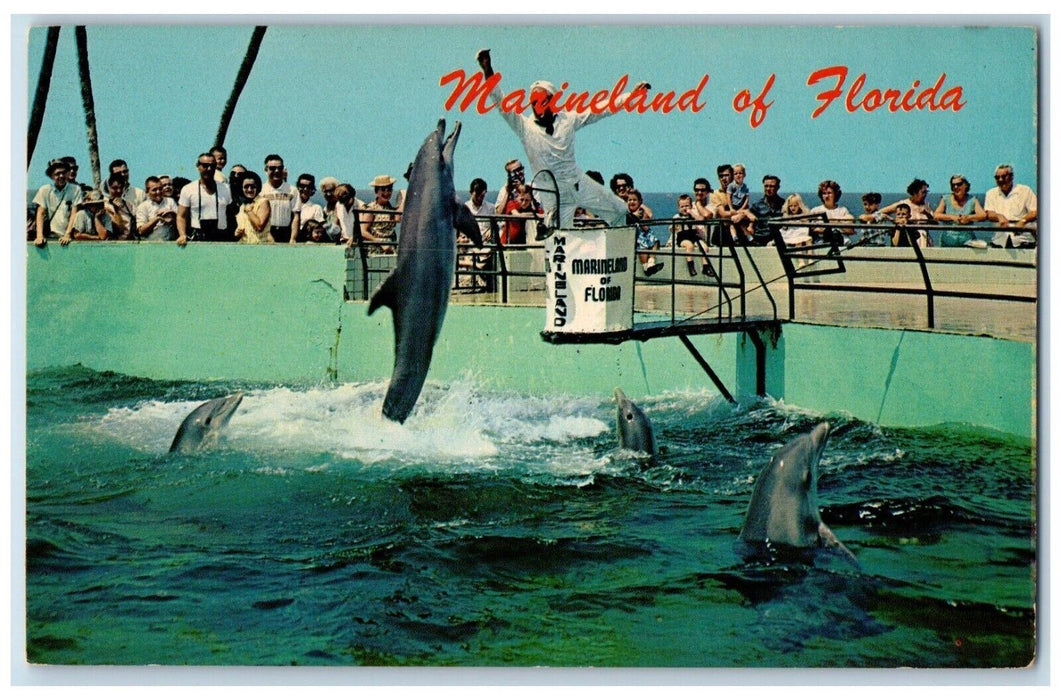 c1960's Feeding time Jumping Porpoises St Augustine Marineland Florida Postcard