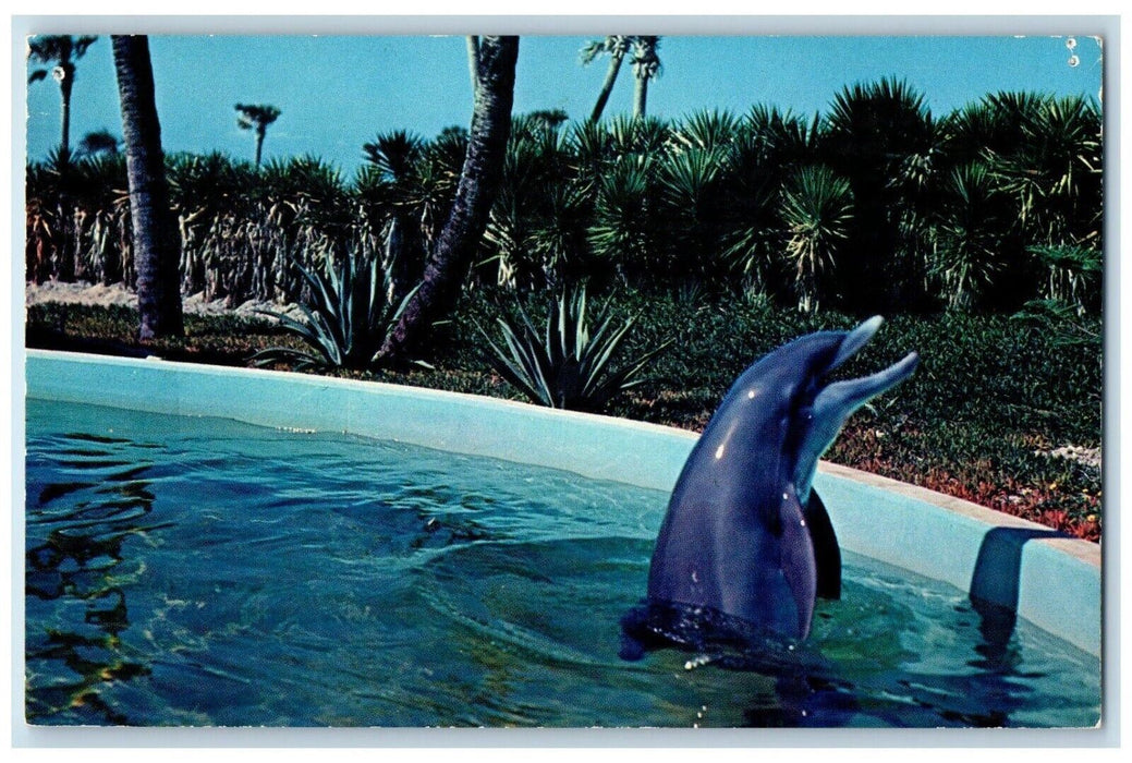 c1960's  Broad Grin Porpoise Marine Studios Marineland Florida Highway Postcard