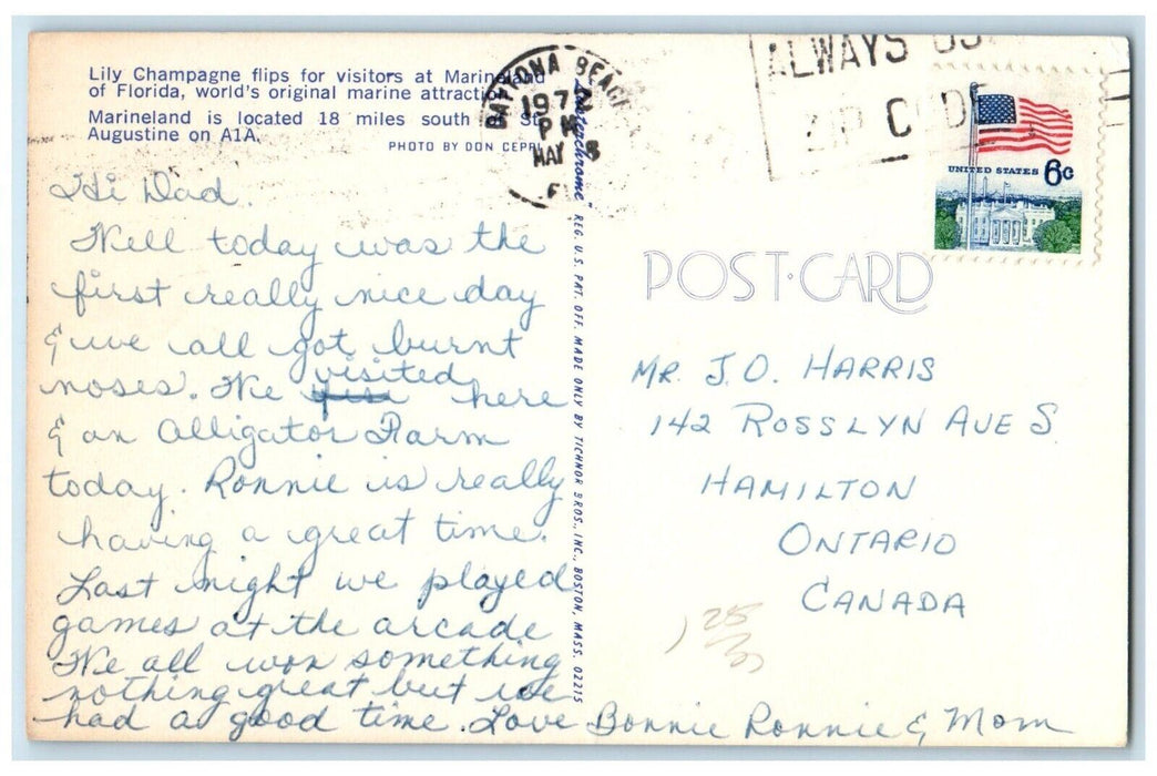 c1972 Lily Champagne Flips Visitors Marineland Florida Augustine Posted Postcard