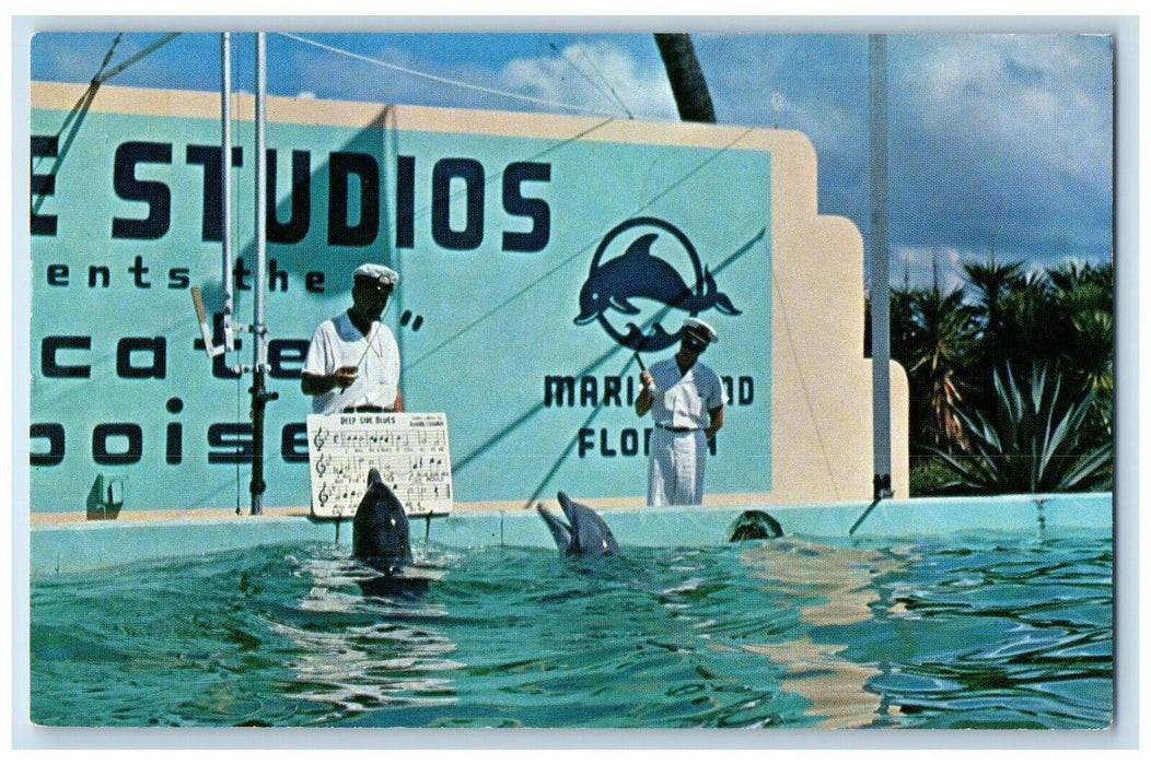 c1961 Trained Porpoises Sing Duet Marine Studios Oceanarium Florida FL Postcard
