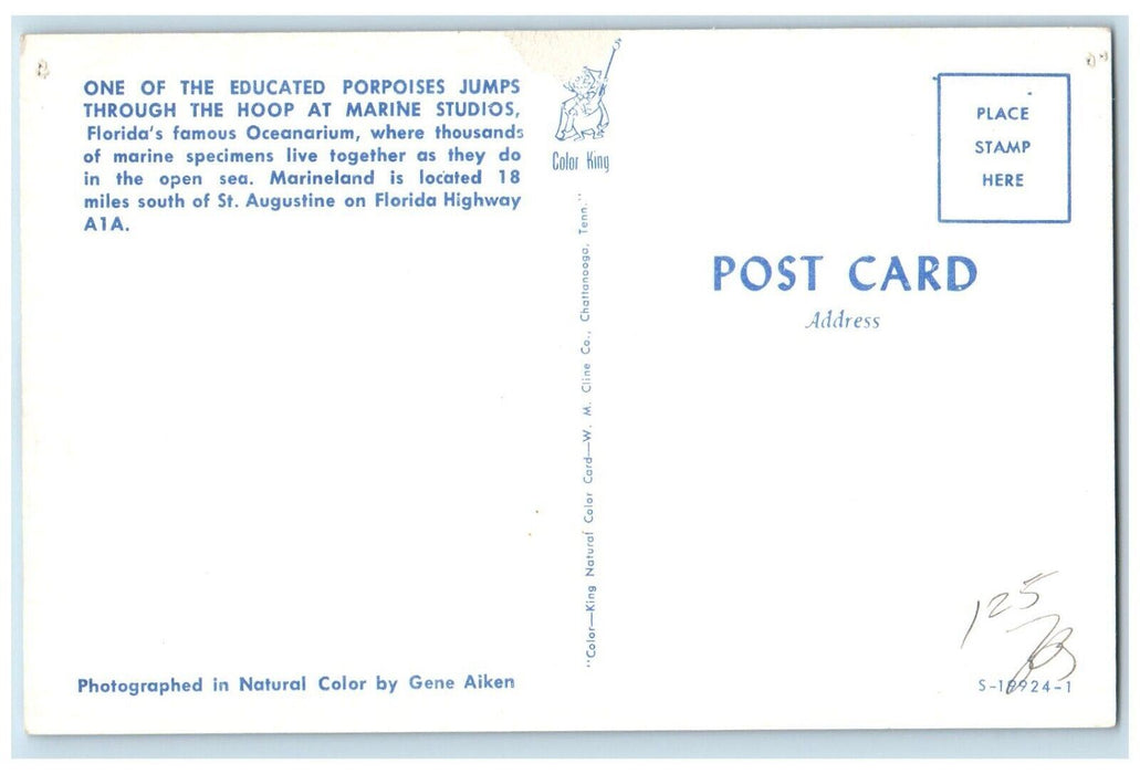 c1960's One Educated Porpoises Jumps Through Hoop Marine Studio Florida Postcard