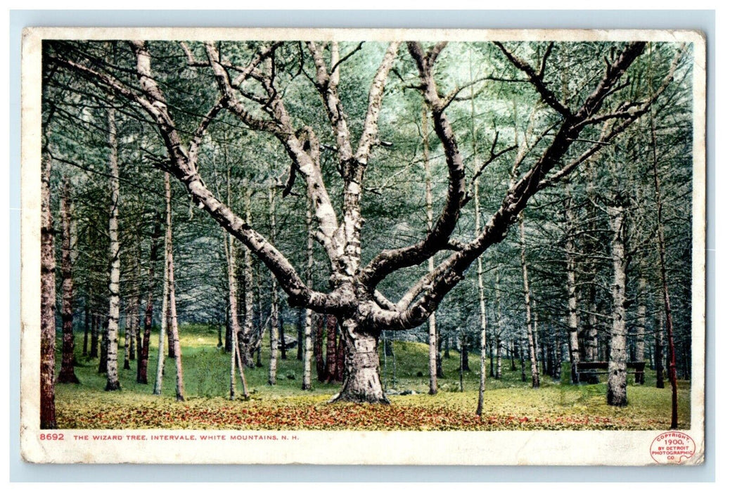 1907 Wizard Tree Intervale White Mountains New Hampshire Vintage Posted Postcard
