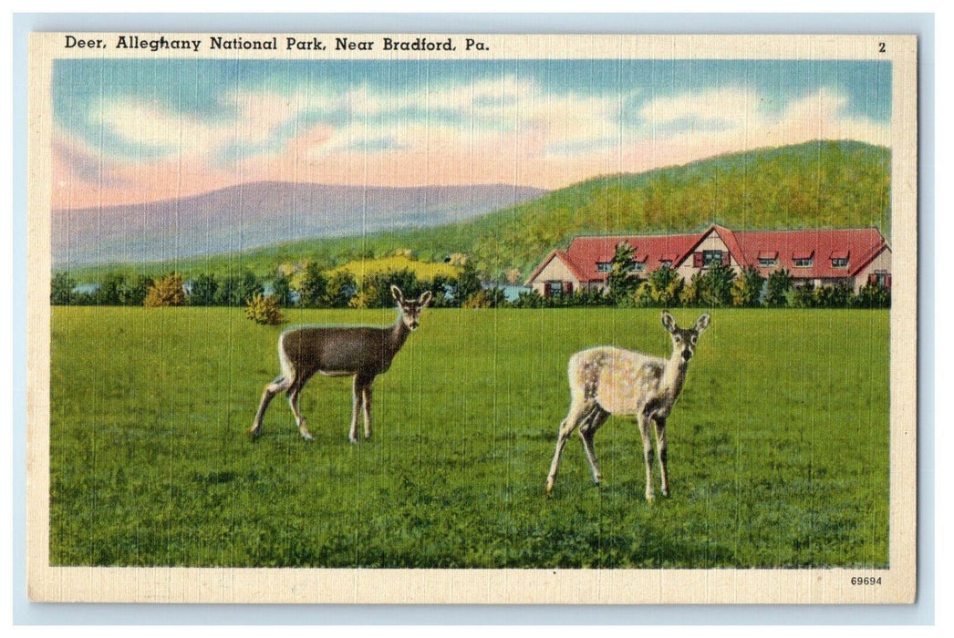 c1930's Deer Alleghany National Park Near Bradford Pennsylvania PA Postcard