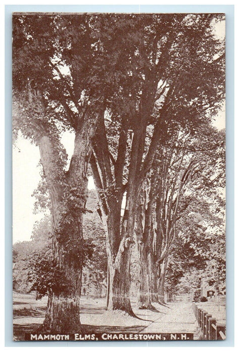 1910 Mammoth Elms Charlestown New Hampshire NH Vintage Antique Unposted Postcard