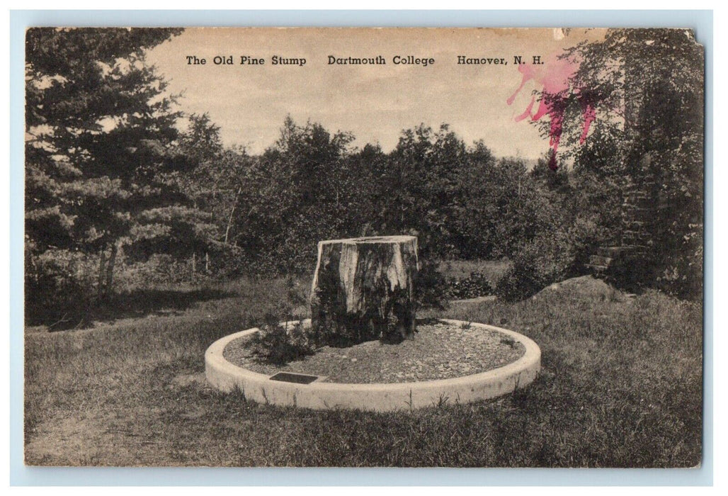 c1930's The Old Pine Stump Dartmouth College Hanover New Hampshire NH Postcard