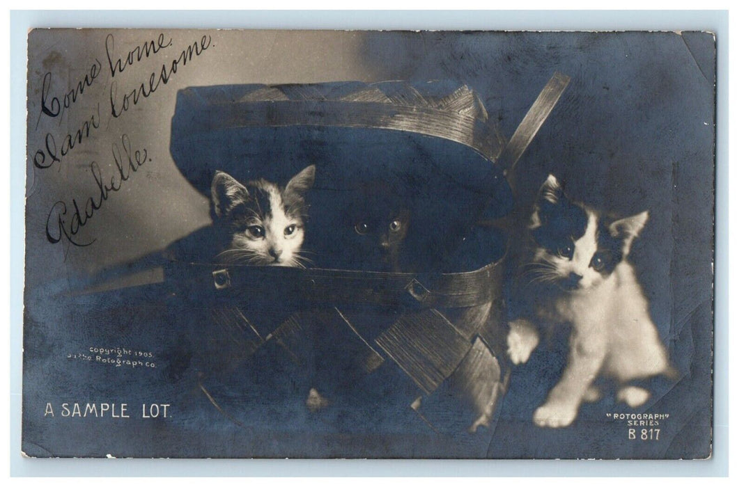 c1905 A Sample Lot Cute Cats In A Basket RPPC Photo Posted Antique Postcard