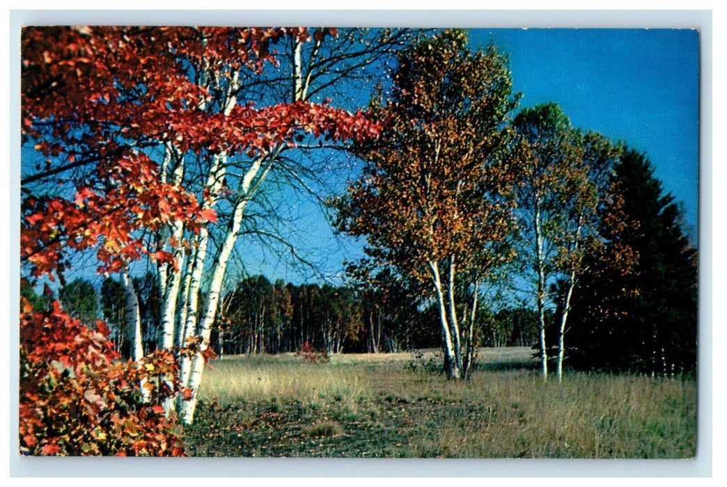 c1960's Greetings From Mt. Gilead Ohio OH, Nature View Unposted Vintage Postcard