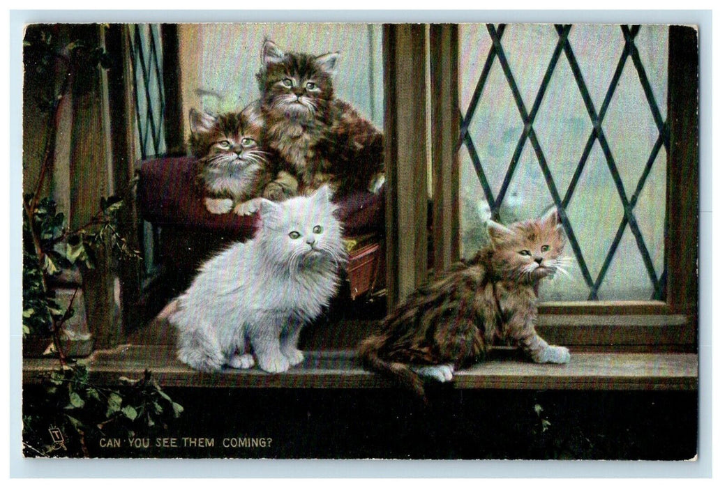 1907 Four Cute Cats At The Window Can You See Them Coming Posted Tuck's Postcard