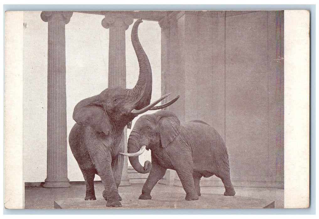 Field Museum Natural History African Elephant Chicago Illinois IL Postcard