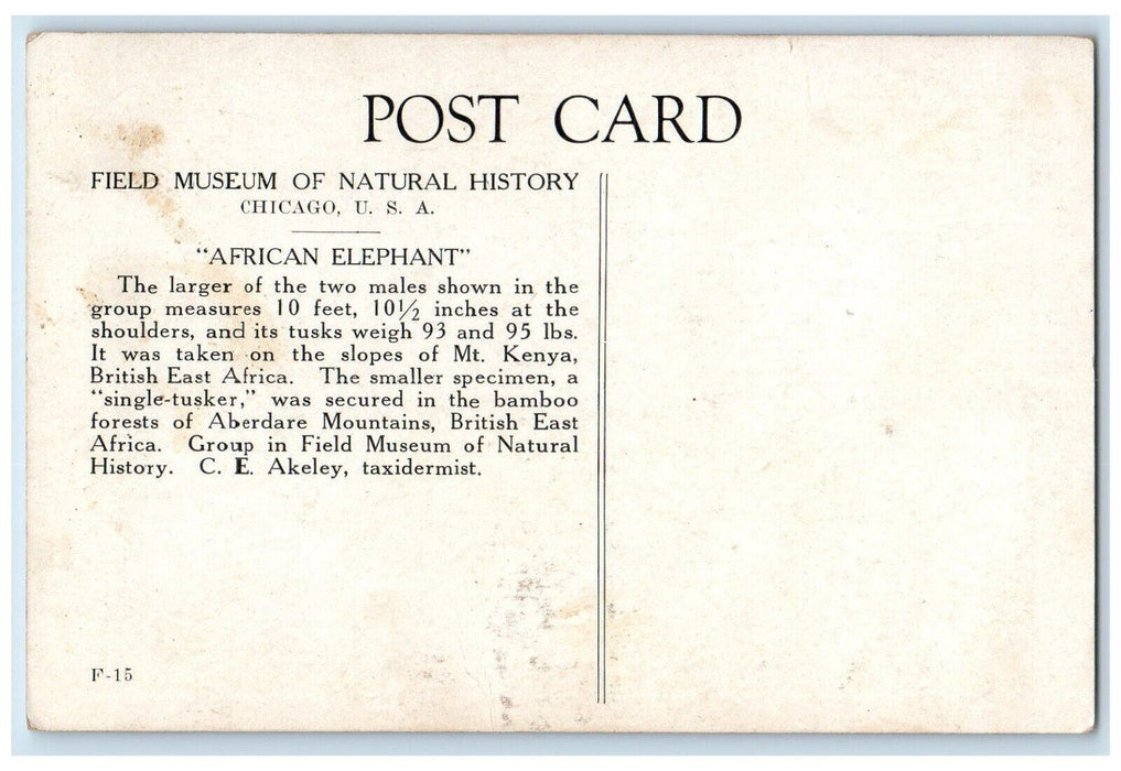 Field Museum Natural History African Elephant Chicago Illinois IL Postcard