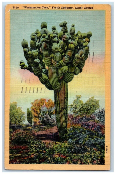 1951 Watermelon Tree Freak Sahuaro Giant Cactus Phoenix Arizona AZ Postcard