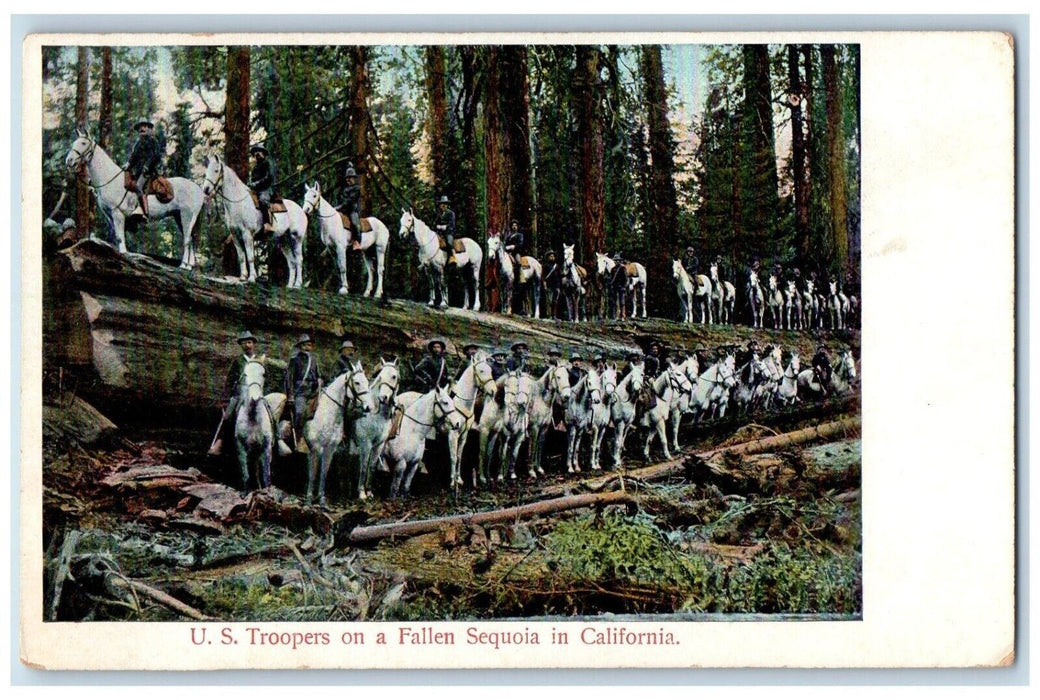 c1910's U.S Troppers On Fallen Sequoia White Horse California CA Postcard