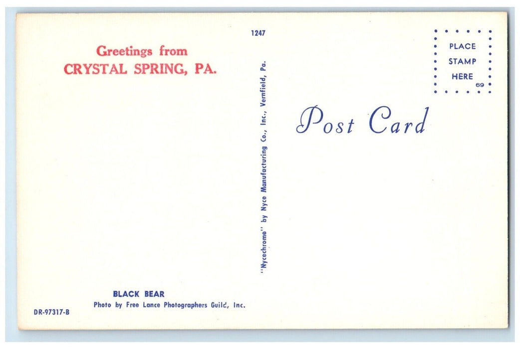 Greetings From Crystal Spring Pennsylvania PA, Black Bear At The Forest Postcard