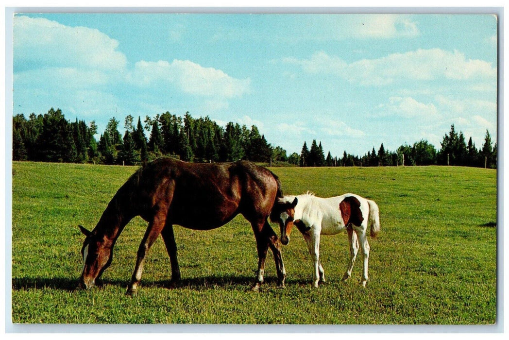 Greetings From Crystal Spring Pennsylvania PA, Donkey At The Farm Postcard