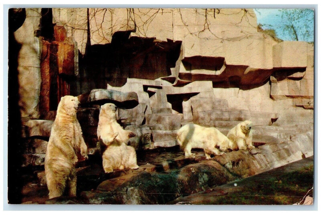 1958 Playful Polar Bears At Chicago's New Zoo At Brookfield Illinois IL Postcard