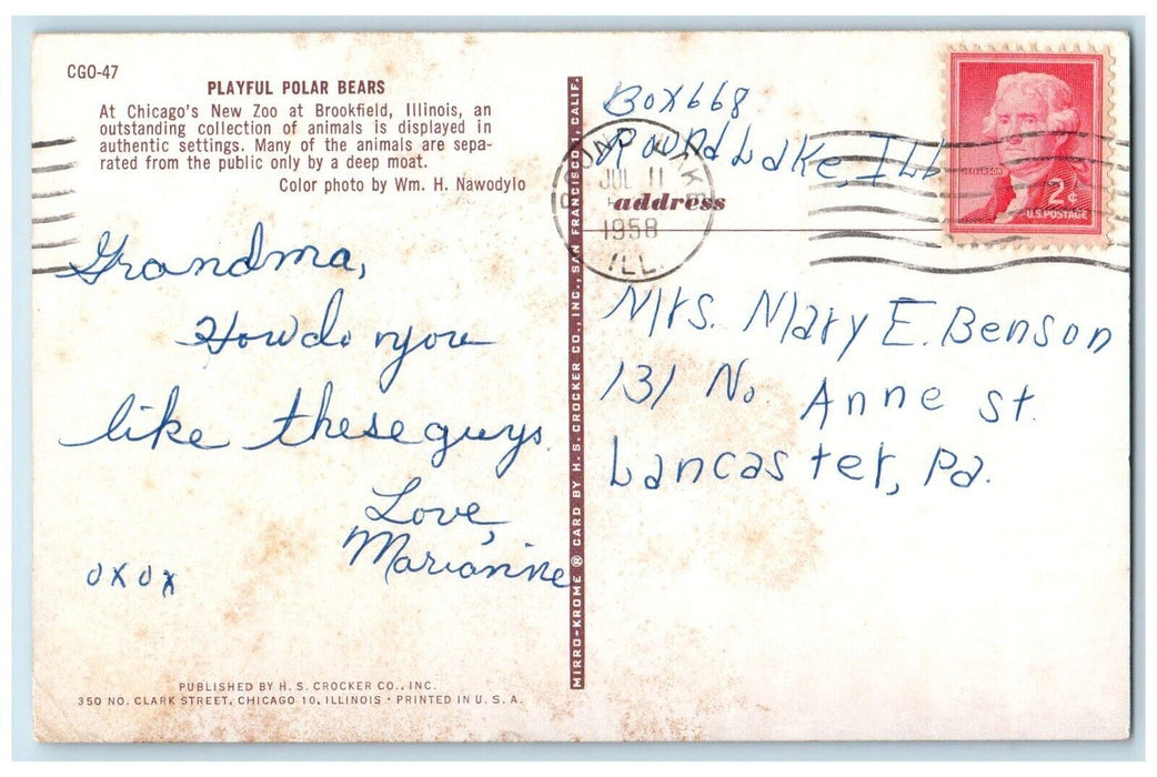1958 Playful Polar Bears At Chicago's New Zoo At Brookfield Illinois IL Postcard
