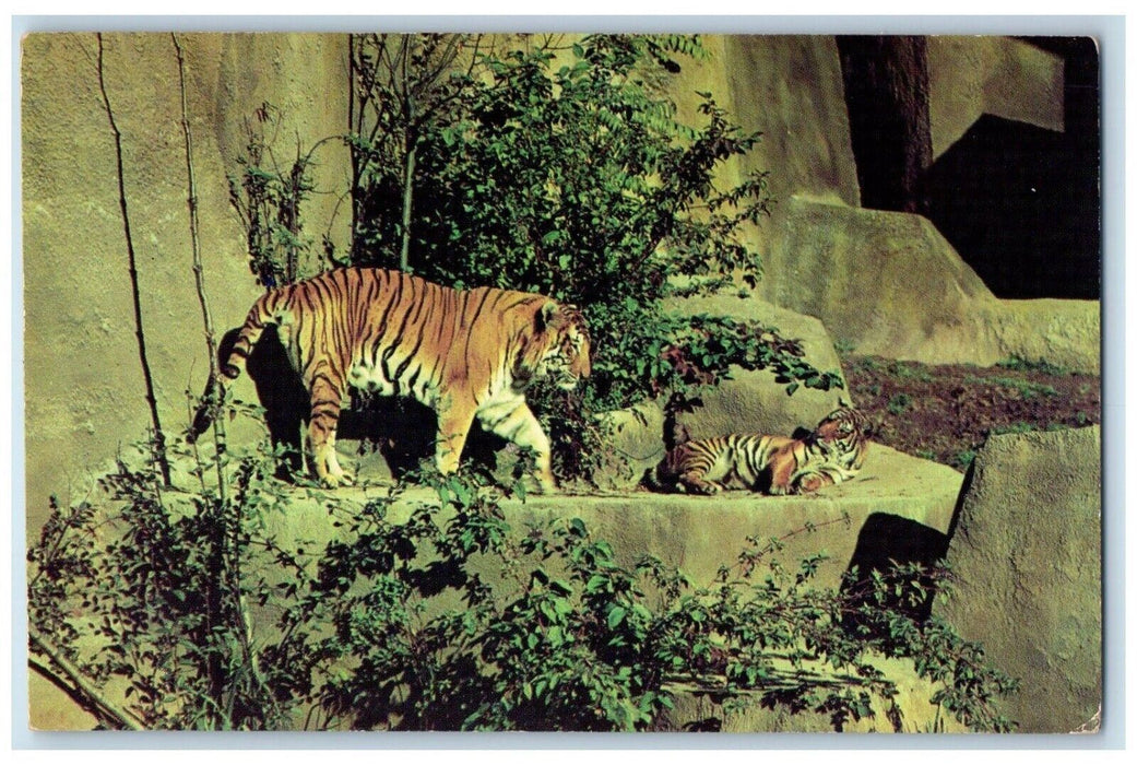 c1950's Tigers Woodland Park Zoo Seattle Washington WA Unposted Vintage Postcard