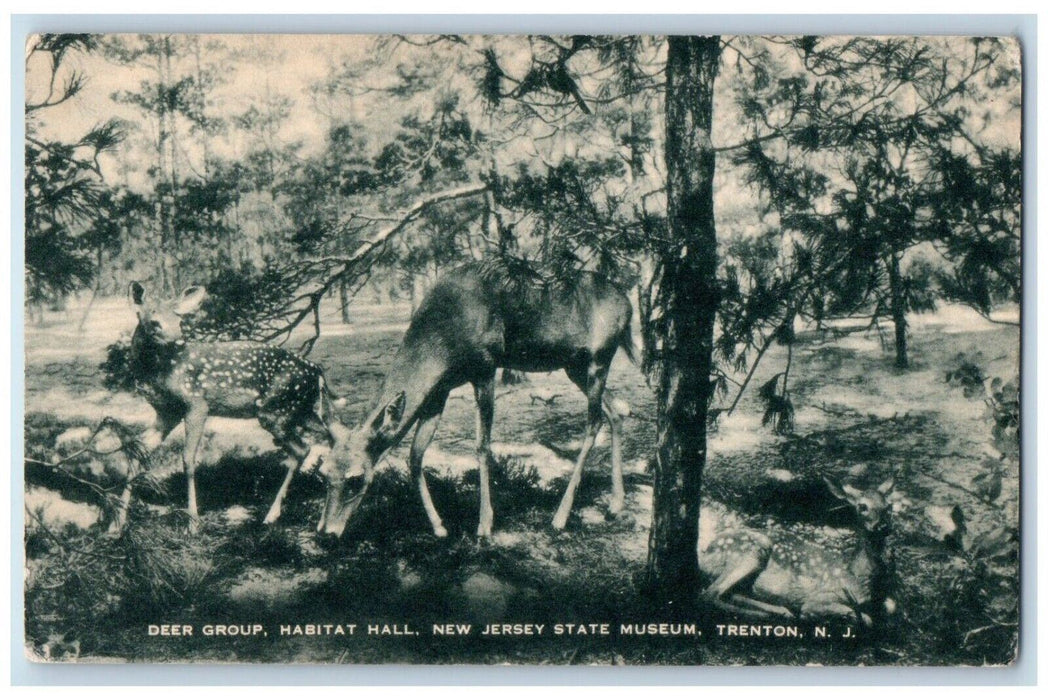 c1940 Deer Group Habitat Hall New Jersey State Museum Trenton NJ Artvue Postcard