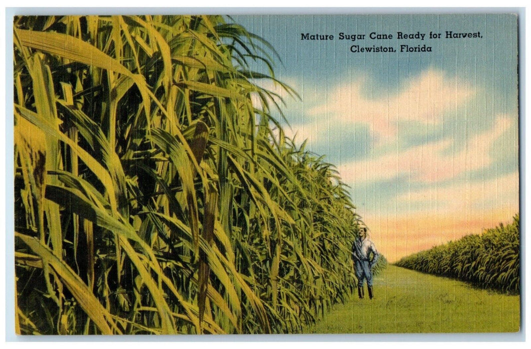c1940 Mature Sugar Cane Ready Harvest Farm Clewiston Florida FL Antique Postcard