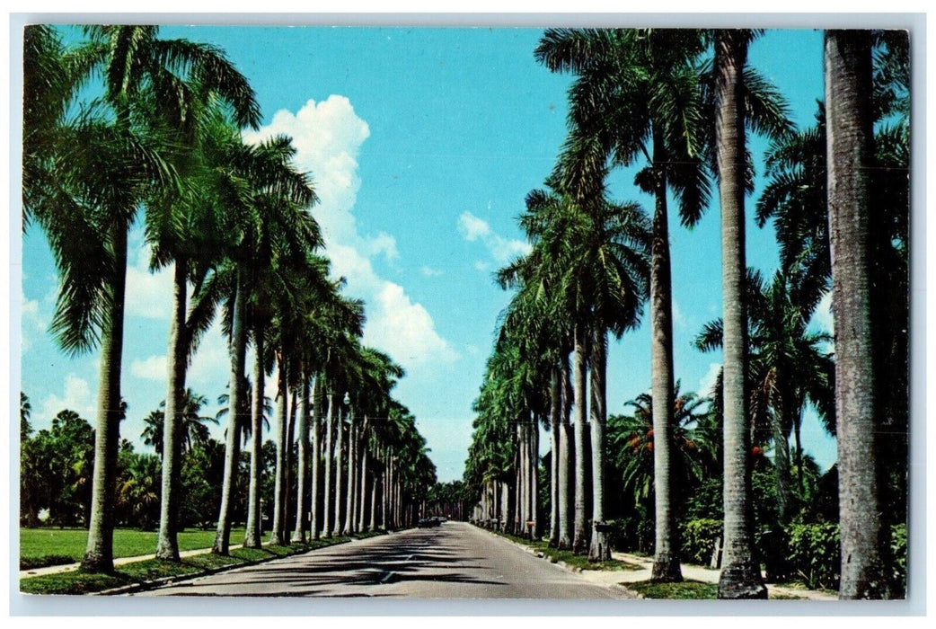 c1960 Royal Palms Line Road Trees McGregor Boulevard Myers Florida FL Postcard