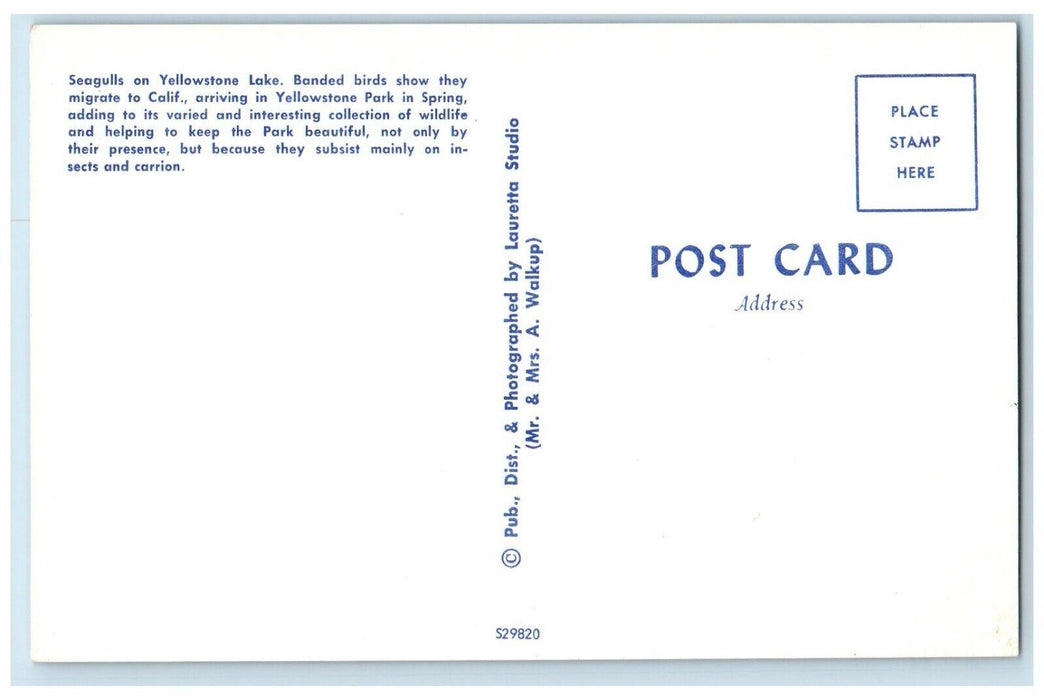 c1960 Seagulls Spring Motor Boat Yellowstone Lake California CA Vintage Postcard