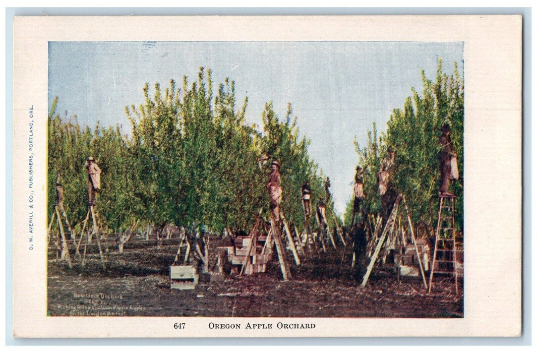 c1905 View Of Oregon Apple Orchard Farm Picking Scene OR Antique Postcard